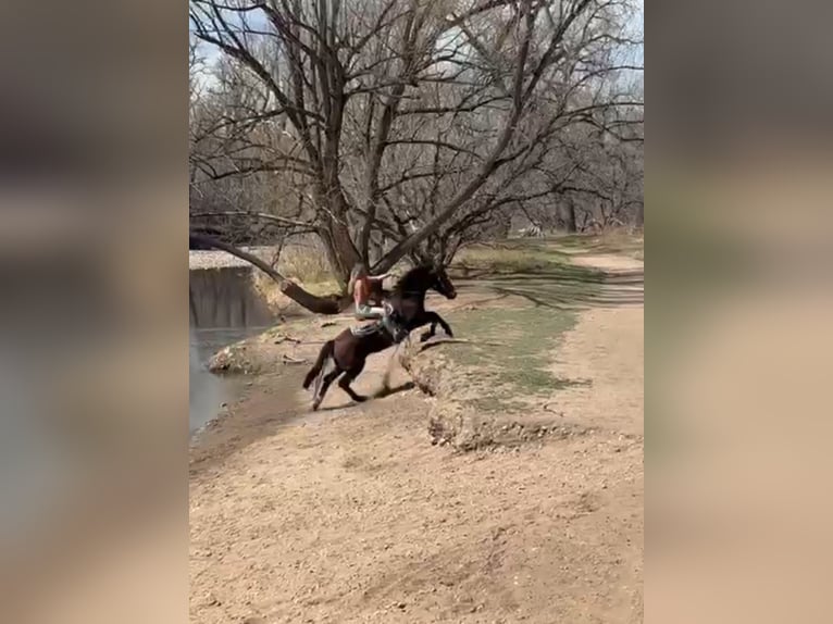 Mustang (amerikaans) Ruin 6 Jaar 145 cm Roodbruin in Fort Collins