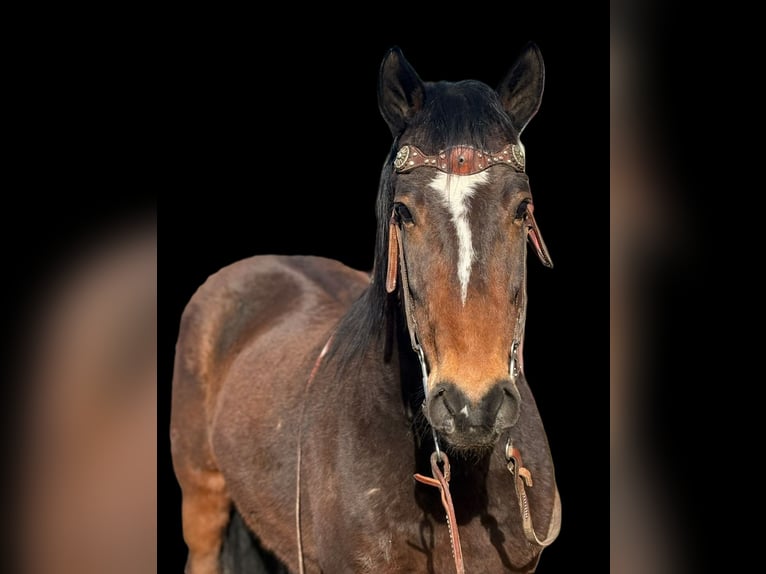 Mustang (amerikaans) Ruin 6 Jaar 145 cm Roodbruin in Fort Collins