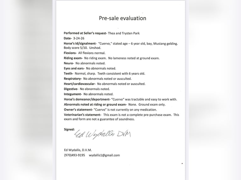 Mustang (amerikaans) Ruin 6 Jaar 145 cm Roodbruin in Fort Collins