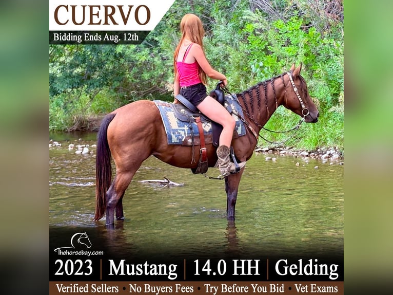 Mustang (amerikaans) Ruin 6 Jaar 145 cm Roodbruin in Fort Collins, CO