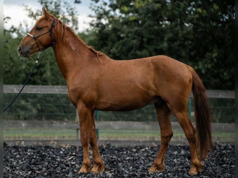 Mustang (amerikaans) Ruin 6 Jaar 148 cm Vos in Wedemark