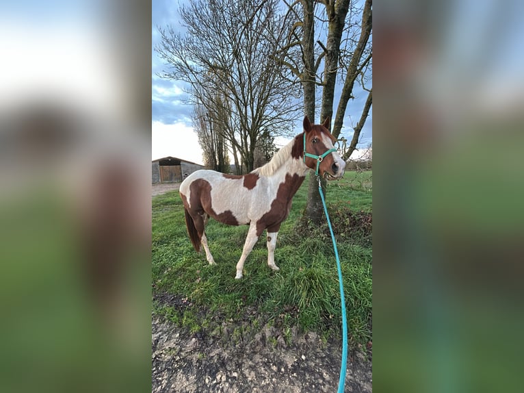 Mustang (amerikaans) Ruin 6 Jaar 149 cm in Cortevaix