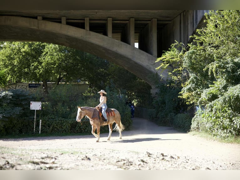 Mustang (amerikaans) Ruin 6 Jaar 150 cm Roan-Red in Georgetown