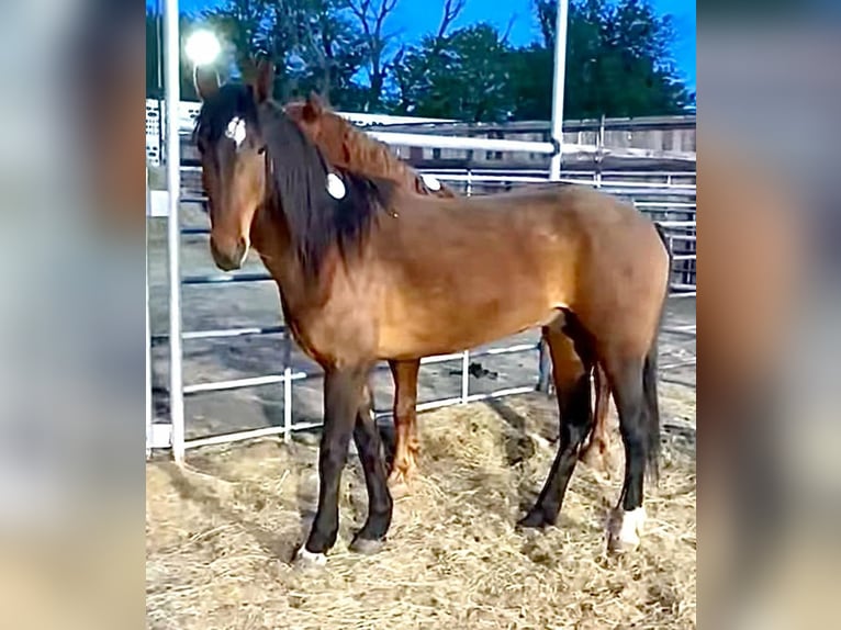Mustang (amerikaans) Ruin 6 Jaar 152 cm Bruin in 00