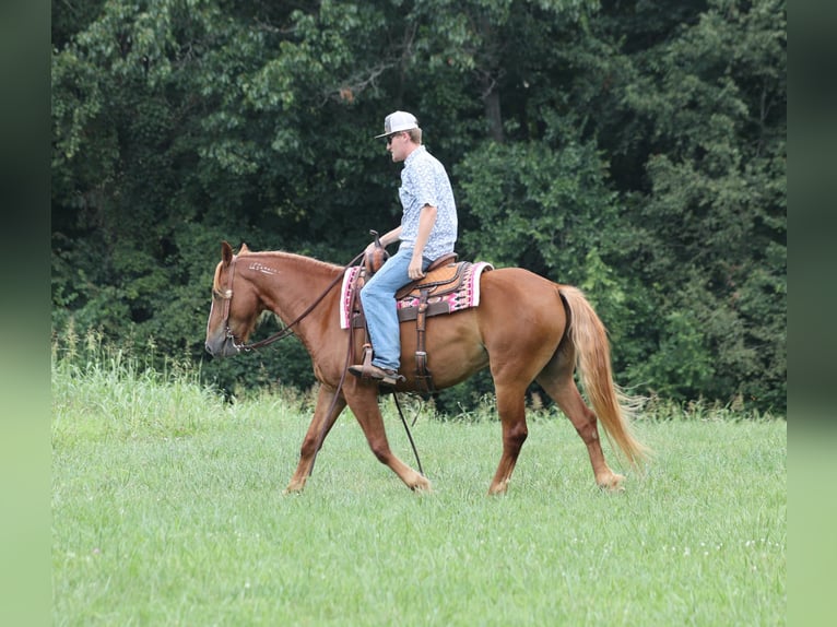 Mustang (amerikaans) Ruin 6 Jaar 152 cm Donkere-vos in Parkers Lake, KY