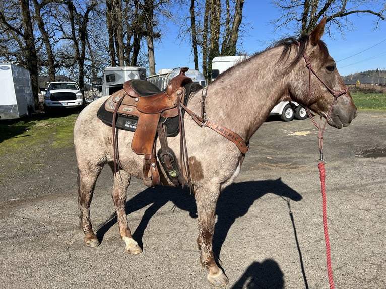Mustang (amerikaans) Ruin 6 Jaar 152 cm Roan-Red in USA