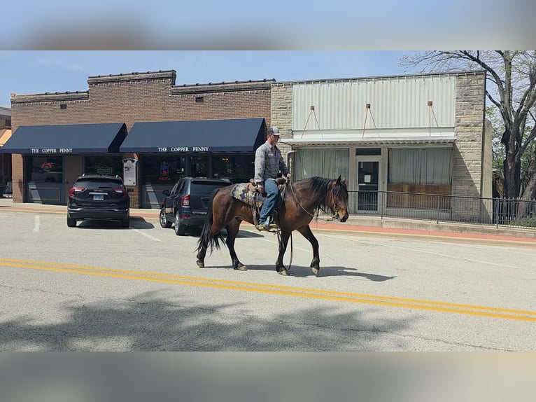 Mustang (amerikaans) Ruin 7 Jaar 142 cm Roodbruin in Charleston, IL
