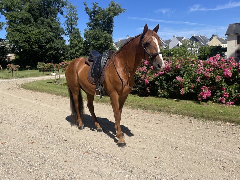 Mustang (amerikaans) Ruin 7 Jaar 144 cm Vos in Branceilles