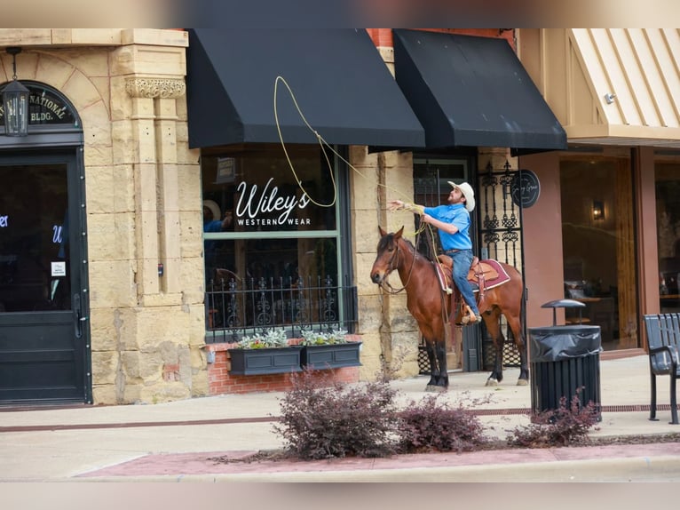 Mustang (amerikaans) Ruin 7 Jaar 147 cm Roodbruin in Canton, TX