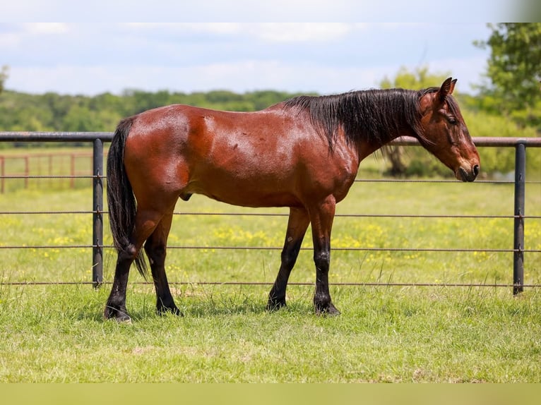 Mustang (amerikaans) Ruin 7 Jaar 147 cm Roodbruin in Canton, TX