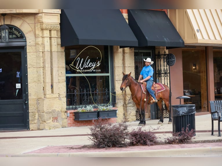 Mustang (amerikaans) Ruin 7 Jaar 147 cm Roodbruin in Canton, TX