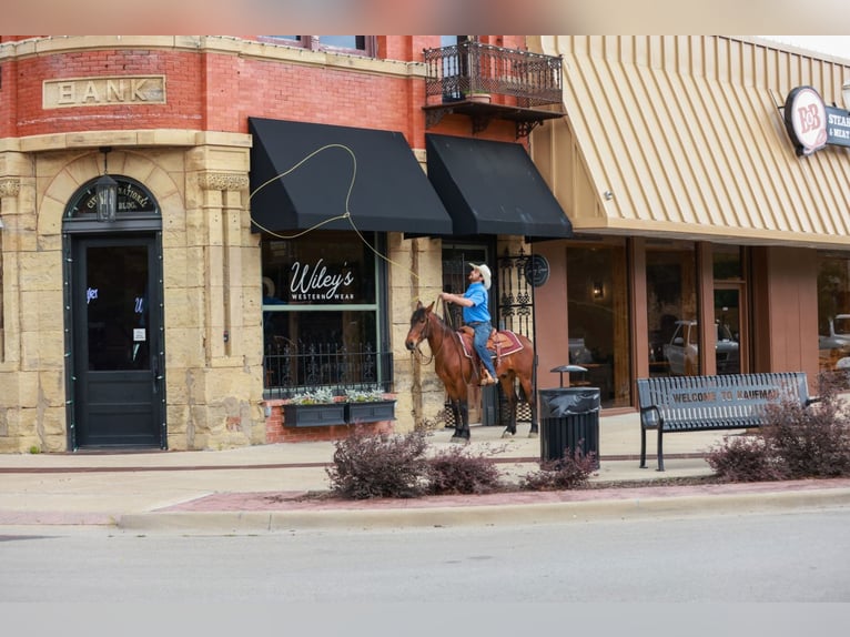 Mustang (amerikaans) Ruin 7 Jaar 147 cm Roodbruin in Canton, TX