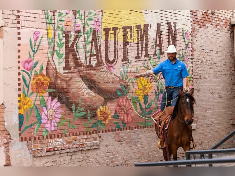 Mustang (amerikaans) Ruin 7 Jaar 147 cm Roodbruin in Canton, TX
