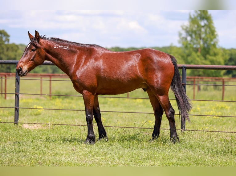 Mustang (amerikaans) Ruin 7 Jaar 147 cm Roodbruin in Canton, TX