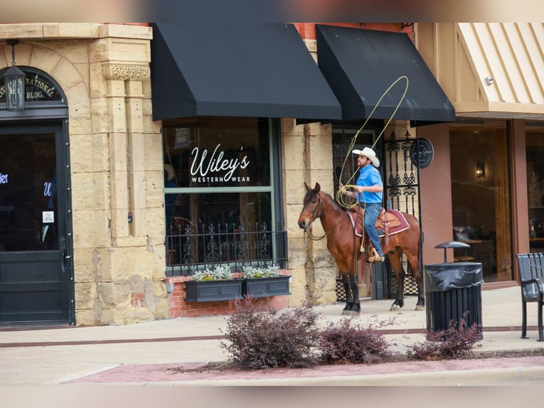 Mustang (amerikaans) Ruin 7 Jaar 147 cm Roodbruin in Canton, TX