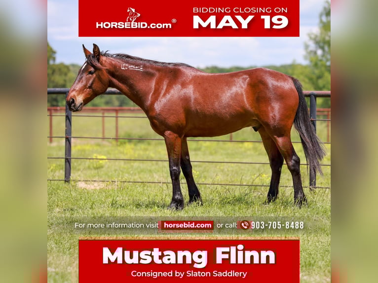 Mustang (amerikaans) Ruin 7 Jaar 147 cm Roodbruin in Canton, TX