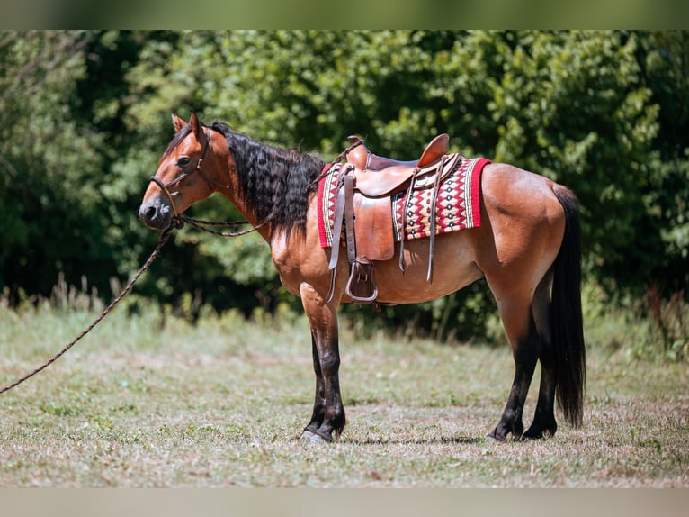 Mustang (amerikaans) Ruin 7 Jaar 149 cm Bruin in Lauchringen