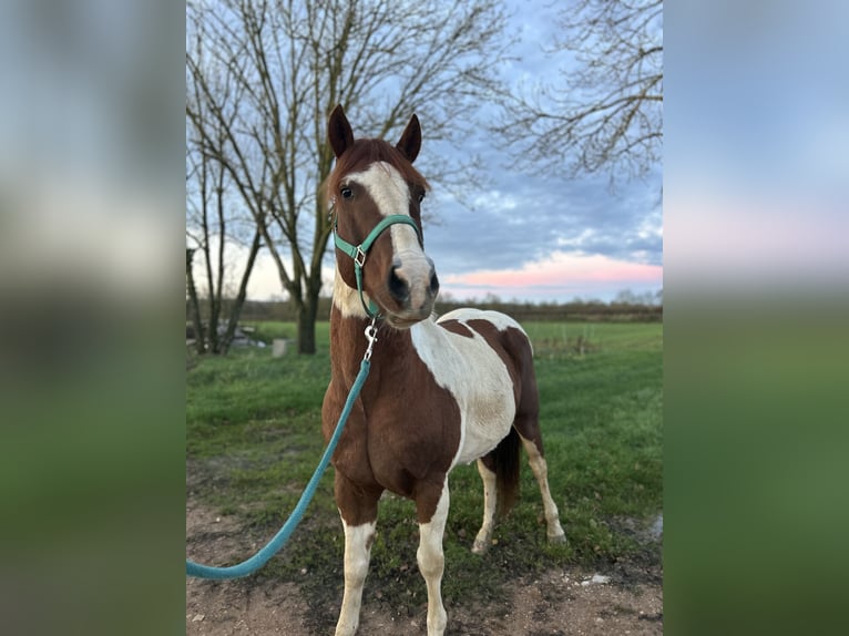 Mustang (amerikaans) Ruin 7 Jaar 149 cm in Cortevaix