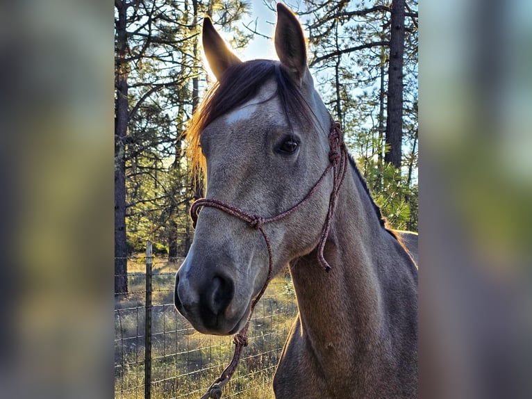 Mustang (amerikaans) Ruin 7 Jaar 150 cm Buckskin in 00