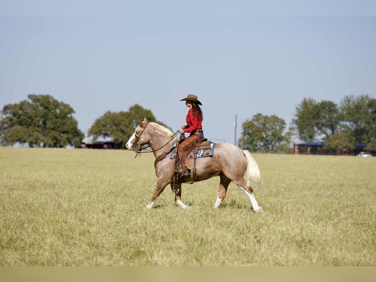 Mustang (amerikaans) Ruin 7 Jaar 150 cm Roan-Red in Georgetown