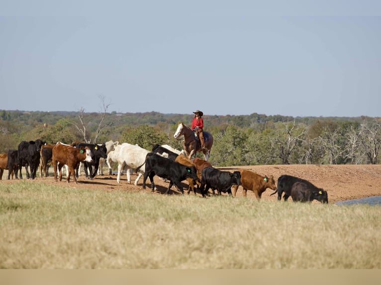 Mustang (amerikaans) Ruin 7 Jaar 150 cm Roan-Red in Georgetown