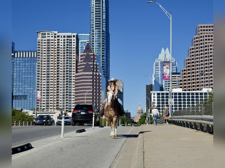 Mustang (amerikaans) Ruin 7 Jaar 150 cm Roan-Red in Georgetown