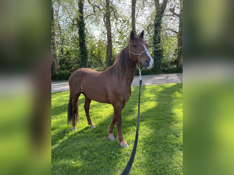 Mustang (amerikaans) Ruin 7 Jaar 152 cm Vos in Branceilles
