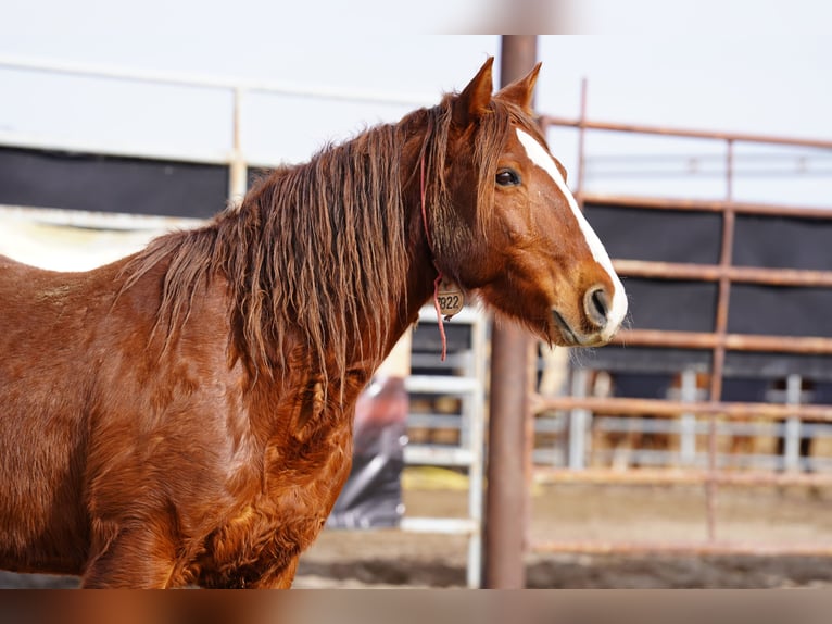 Mustang (amerikaans) Ruin 7 Jaar 152 cm Vos in Branceilles