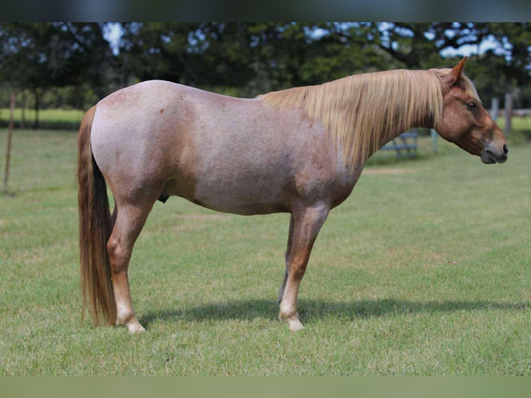 Mustang (amerikaans) Ruin 8 Jaar 137 cm Roan-Red in Stephenville TX