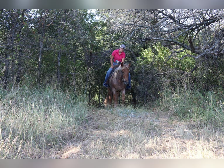Mustang (amerikaans) Ruin 8 Jaar 137 cm Roan-Red in Stephenville TX