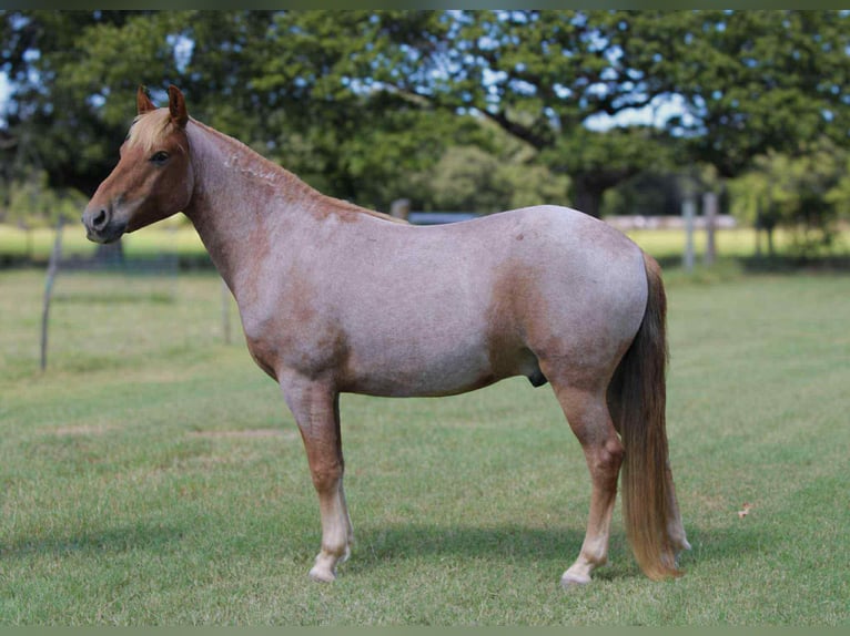 Mustang (amerikaans) Ruin 8 Jaar 137 cm Roan-Red in Stephenville TX