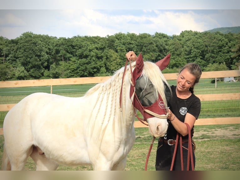 Mustang (amerikaans) Ruin 8 Jaar 140 cm Cremello in Thônex
