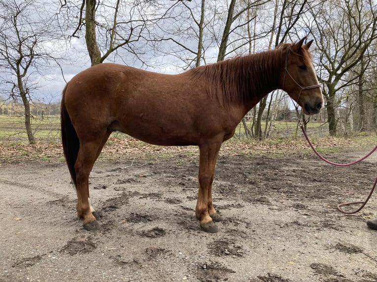 Mustang (amerikaans) Ruin 8 Jaar 144 cm Vos in Geel