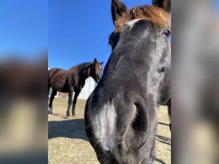 Mustang (amerikaans) Ruin 8 Jaar 144 cm Zwart in Lyons