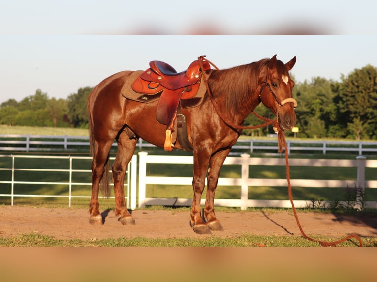 Mustang (amerikaans) Ruin 8 Jaar 145 cm Donkere-vos in Oberlangen