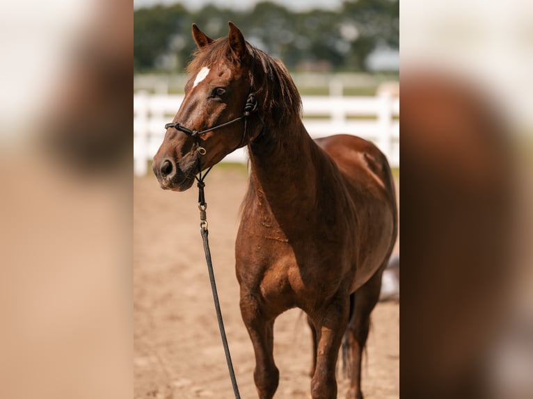 Mustang (amerikaans) Ruin 8 Jaar 145 cm Donkere-vos in Oberlangen
