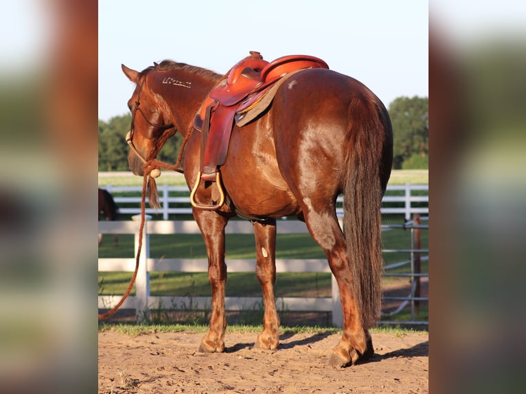 Mustang (amerikaans) Ruin 8 Jaar 145 cm Donkere-vos in Oberlangen