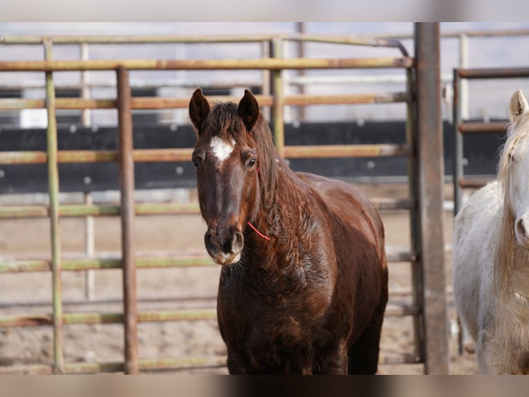 Mustang (amerikaans) Ruin 8 Jaar 145 cm Donkere-vos in Oberlangen