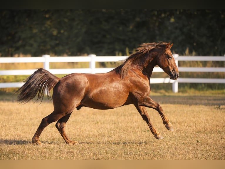 Mustang (amerikaans) Ruin 8 Jaar 145 cm Donkere-vos in Oberlangen