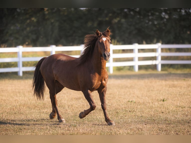 Mustang (amerikaans) Ruin 8 Jaar 146 cm Donkere-vos in Oberlangen