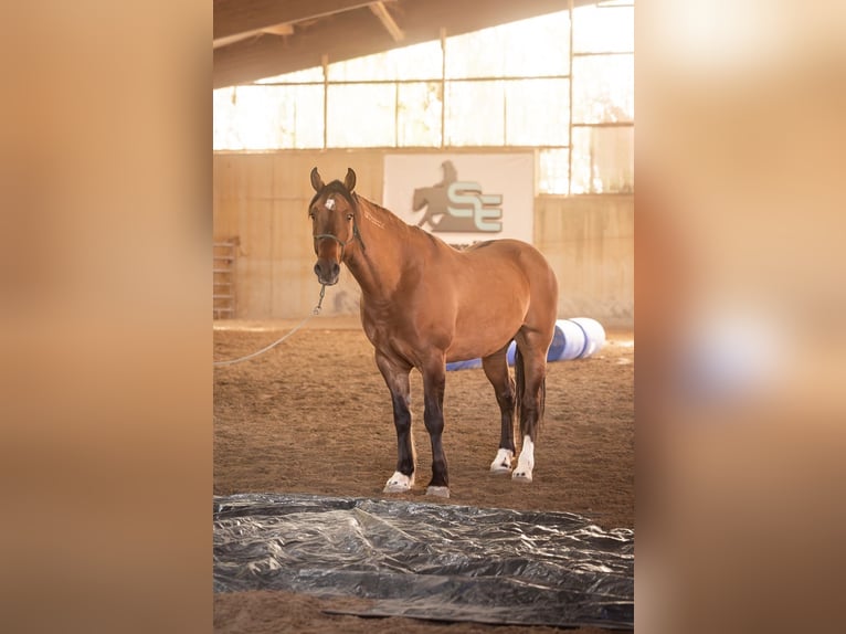 Mustang (amerikaans) Ruin 8 Jaar 154 cm Falbe in Schillingstadt