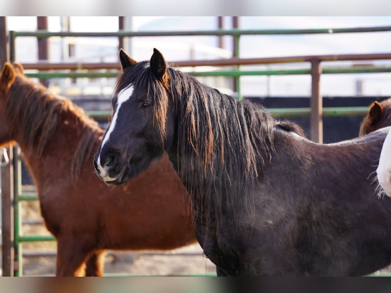 Mustang (amerikaans) Ruin 8 Jaar 154 cm Zwart in Rot an der Rot