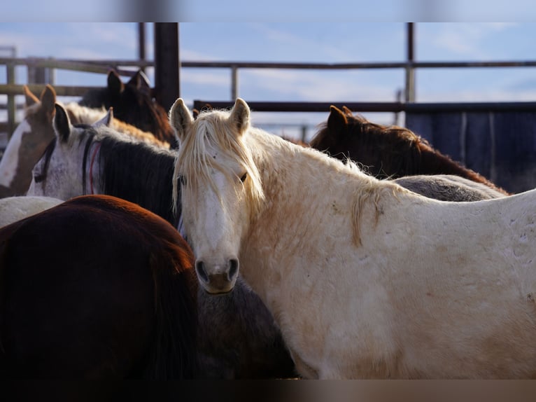 Mustang (amerikaans) Ruin 9 Jaar 150 cm Palomino in Aartselaar