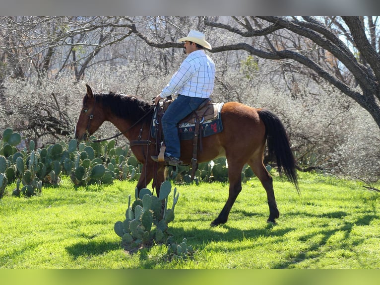 Mustang (amerikaans) Ruin 9 Jaar 152 cm Roodbruin in Stephenville TX