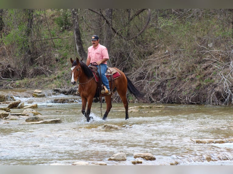 Mustang (amerikaans) Ruin 9 Jaar 152 cm Roodbruin in Stephenville TX