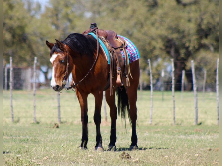 Mustang (amerikaans) Ruin 9 Jaar 152 cm Roodbruin in Stephenville TX