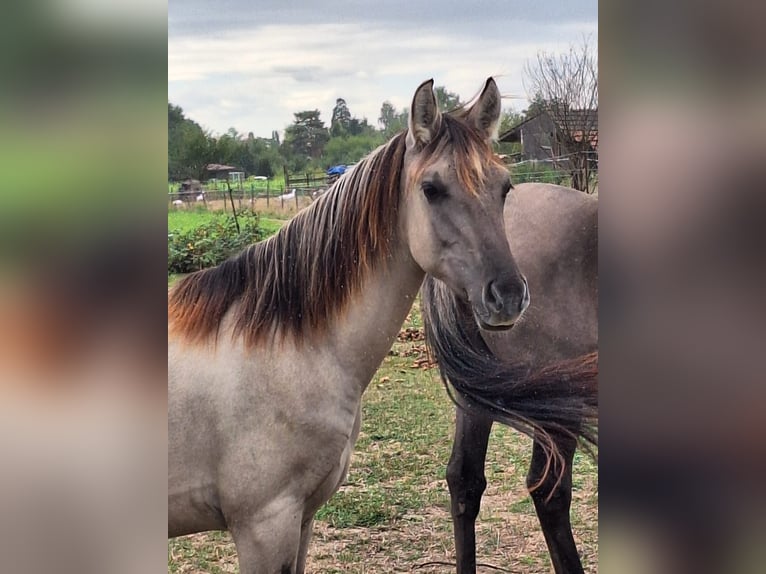 Mustang (amerikanisch) Hengst 1 Jahr 128 cm Grullo in Willstätt