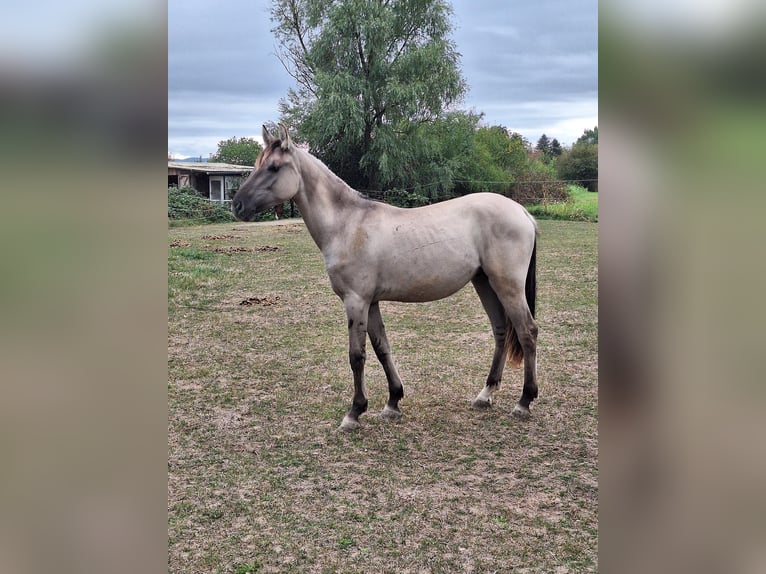 Mustang (amerikanisch) Hengst 1 Jahr 128 cm Grullo in Willstätt