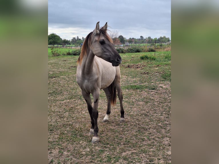 Mustang (amerikanisch) Hengst 1 Jahr 128 cm Grullo in Willstätt