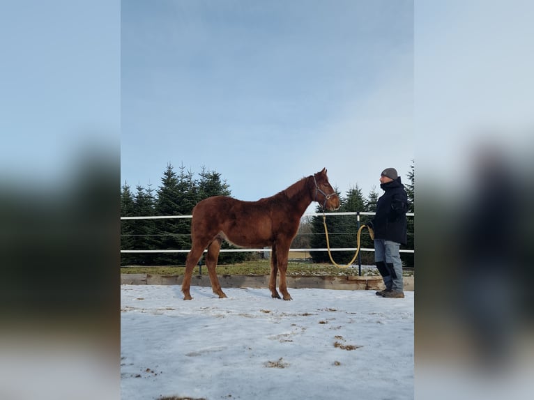 Mustang (amerikanisch) Hengst 1 Jahr 152 cm Dunkelfuchs in Maxsain